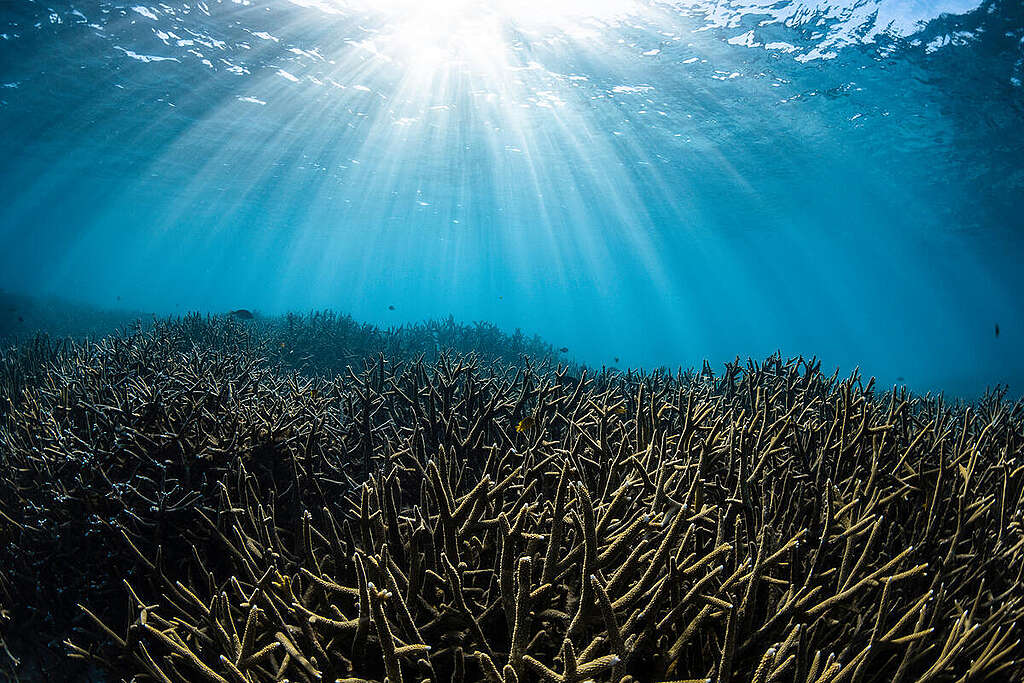 Λευκασμένα κοράλλια στο Ningaloo Reef στη Δυτική Αυστραλία. © Brooke Pyke © Brooke Pyke