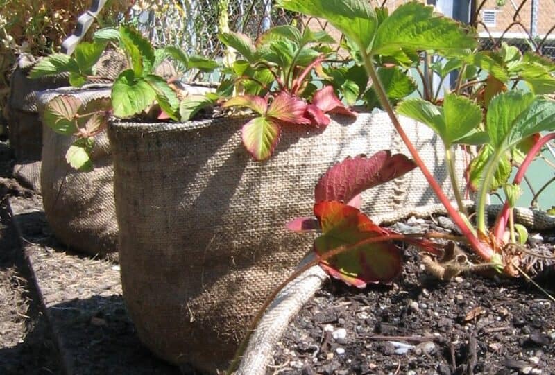 Burlap Planters: Φωτογραφία μέσω Seattle Parks and Recreation, μέσω Flickr Creative Commons